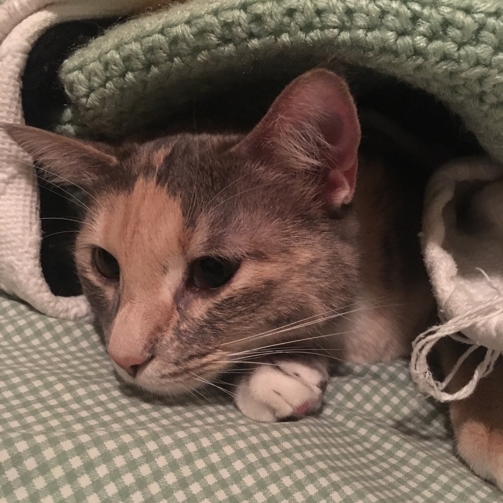 Meet your Posher, Jessica